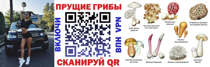 Галлюциногенные грибы Cubensis Ельня